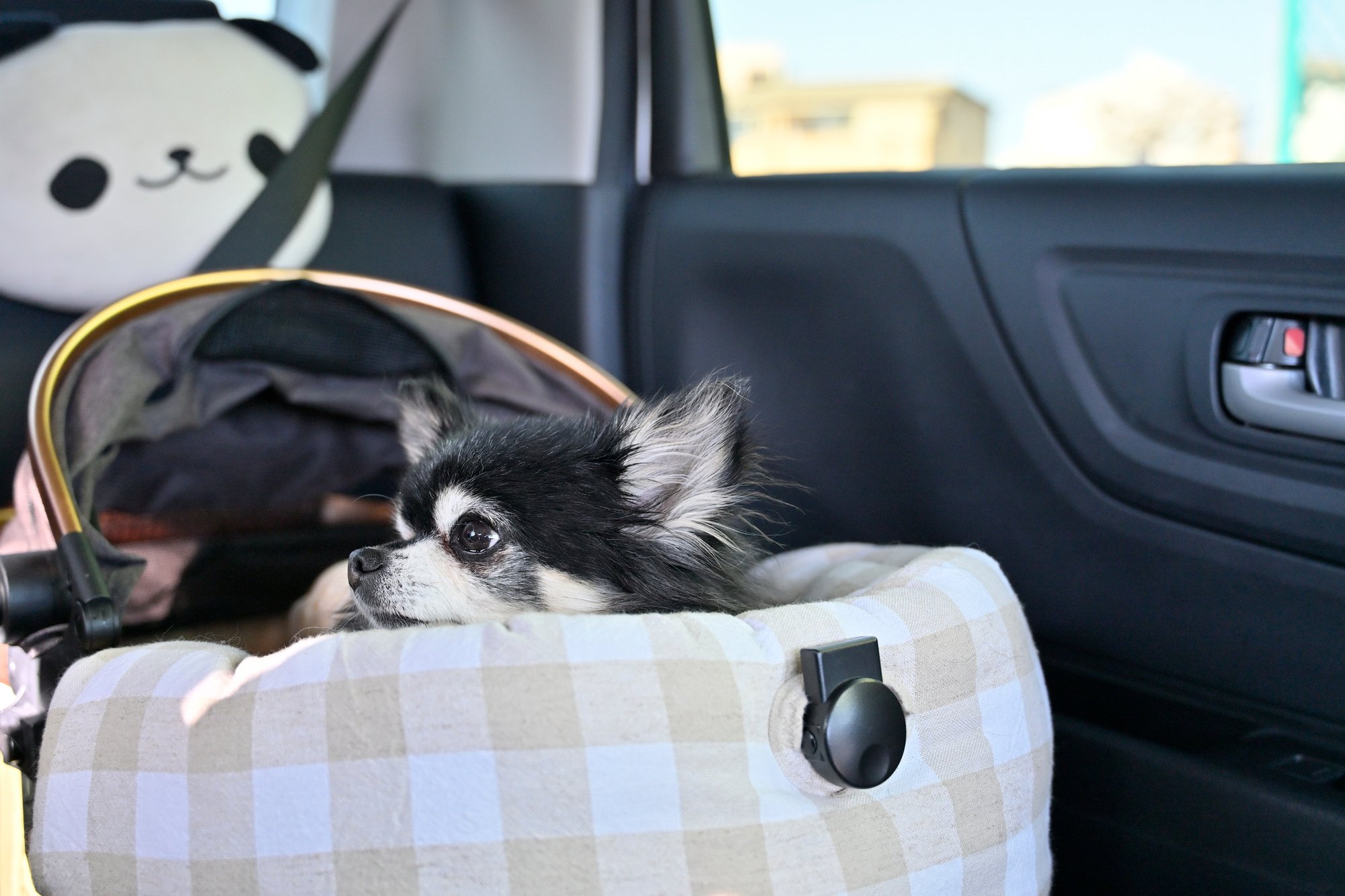 愛犬とのドライブを快適・安全に!知っておきたい違反・事故リスクと段階別の準備ガイド