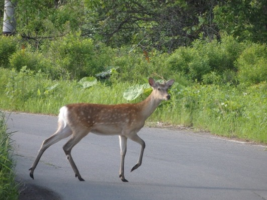 車で走行中に動物と衝突したらどうする？ロードキルの対処法